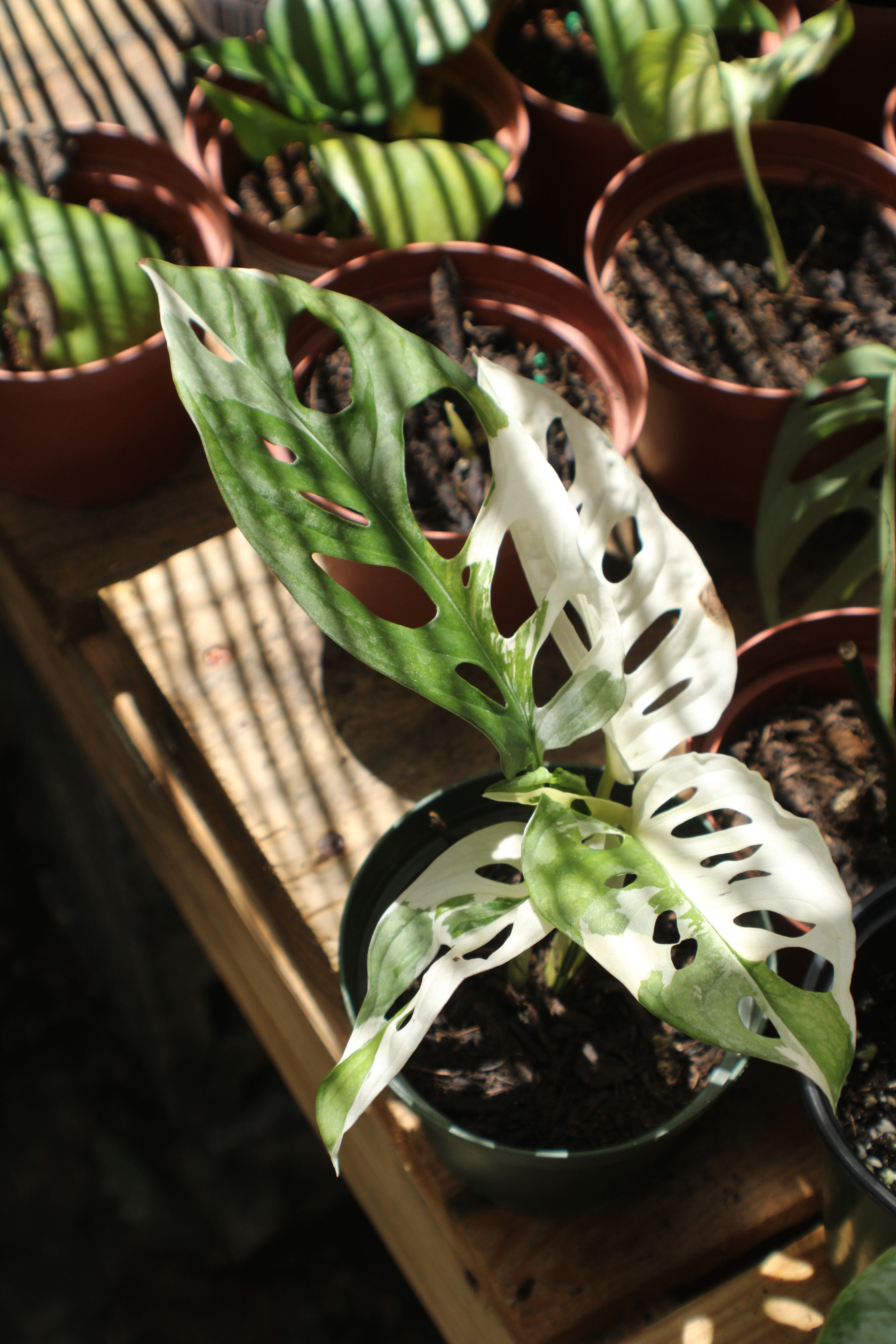 Crazy Collections – Borinquen Blooms