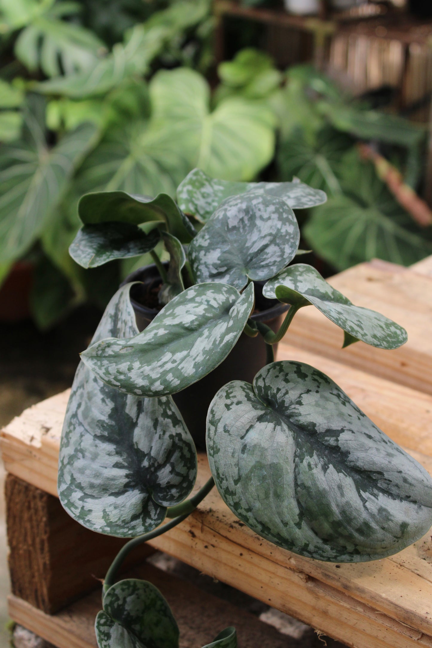 Silver Pothos Scindapsus