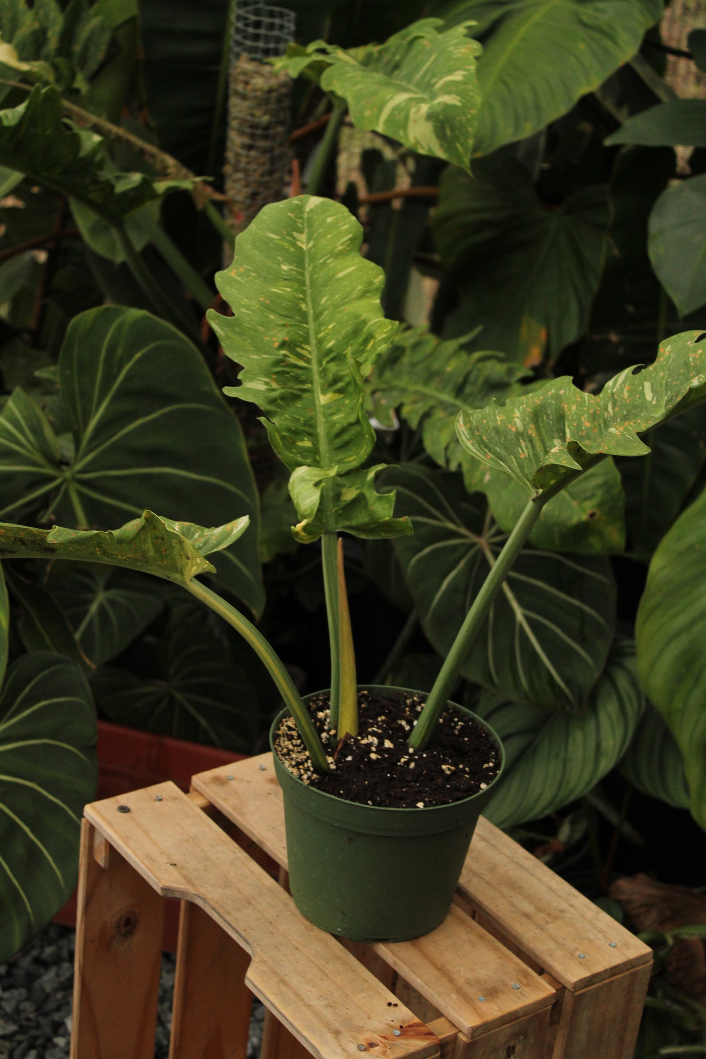 Ring of fire Philondendron