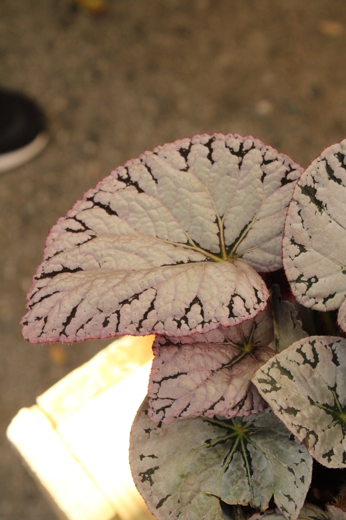 Silver Dollar Begonia Rex