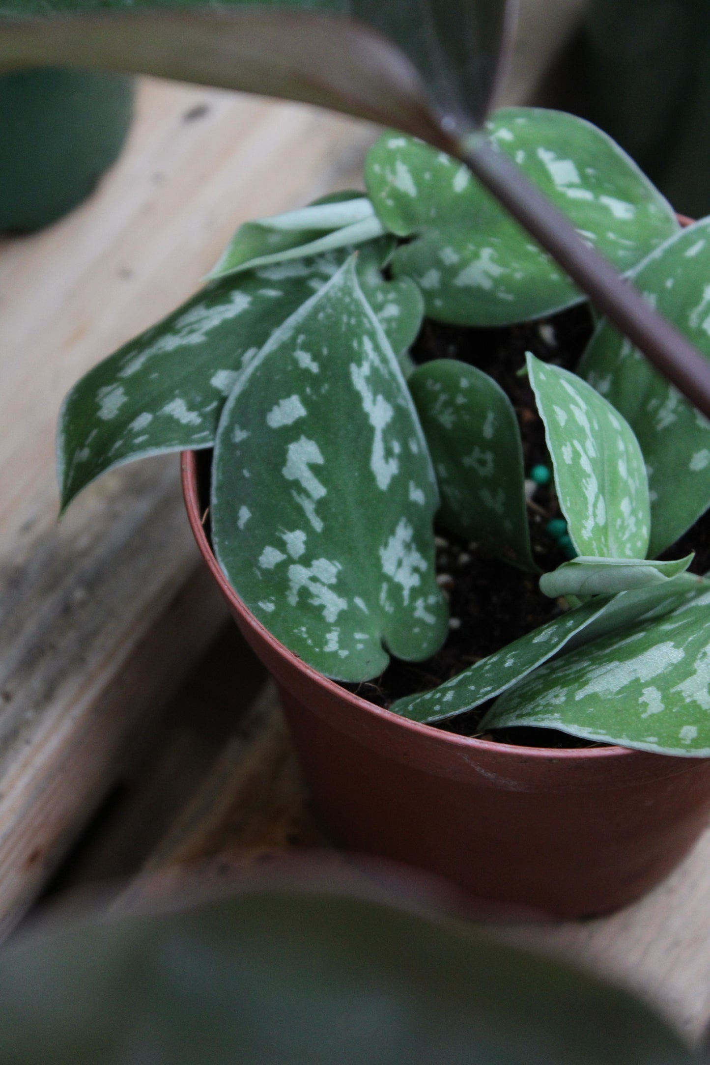 Satin Scindapsus Pothos