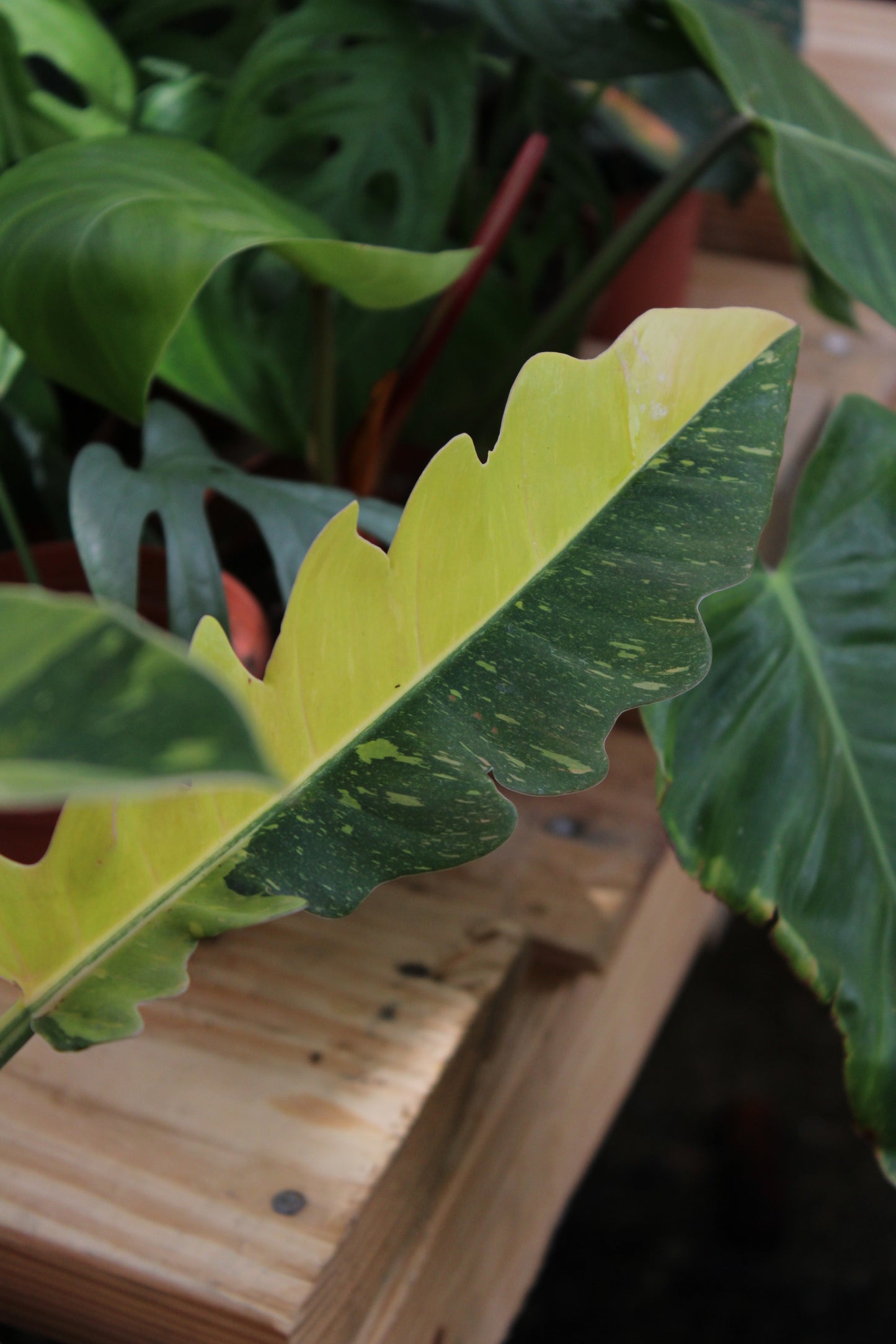 Ring of fire Philondendron