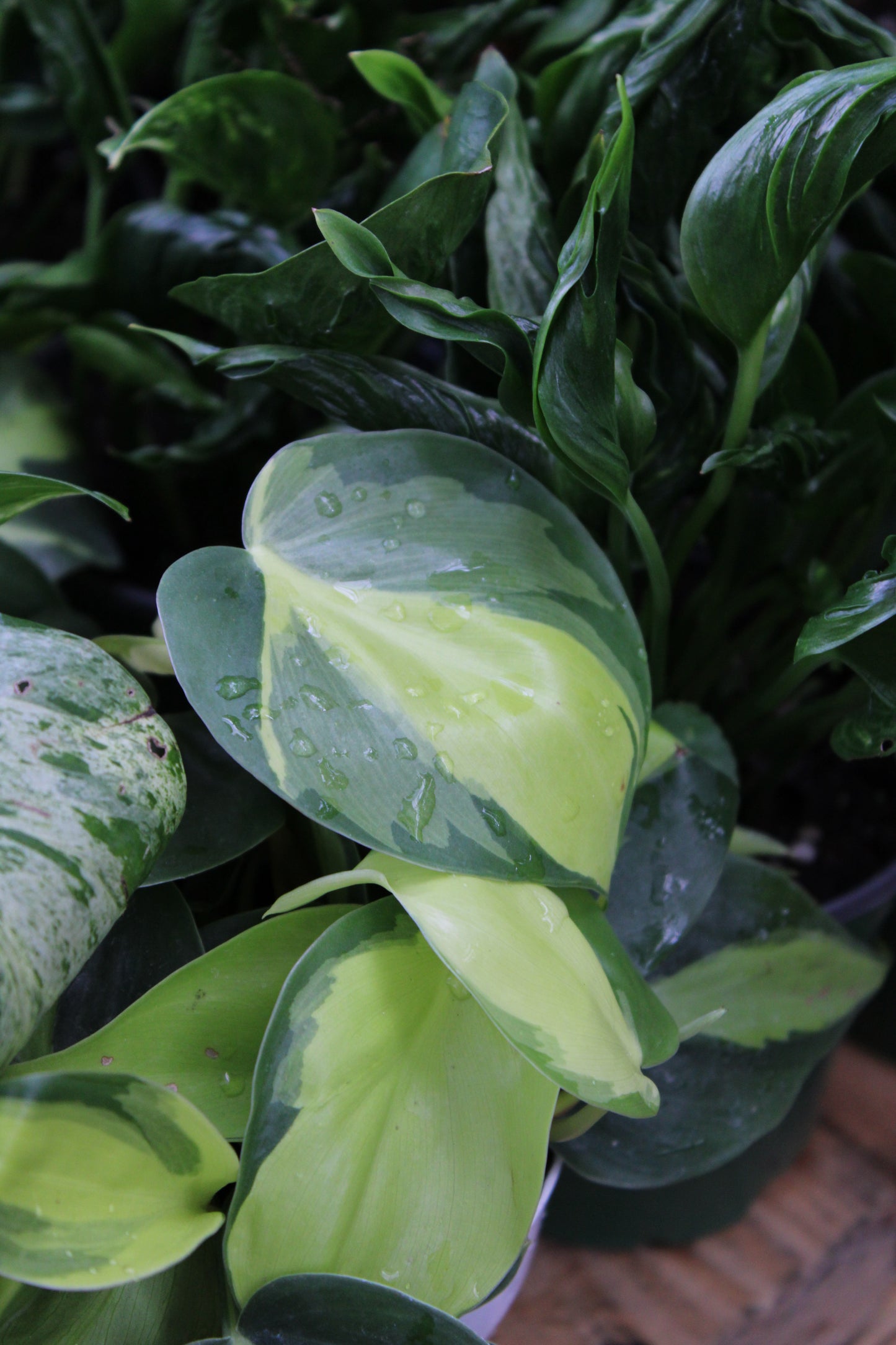 Brasil Philodendron