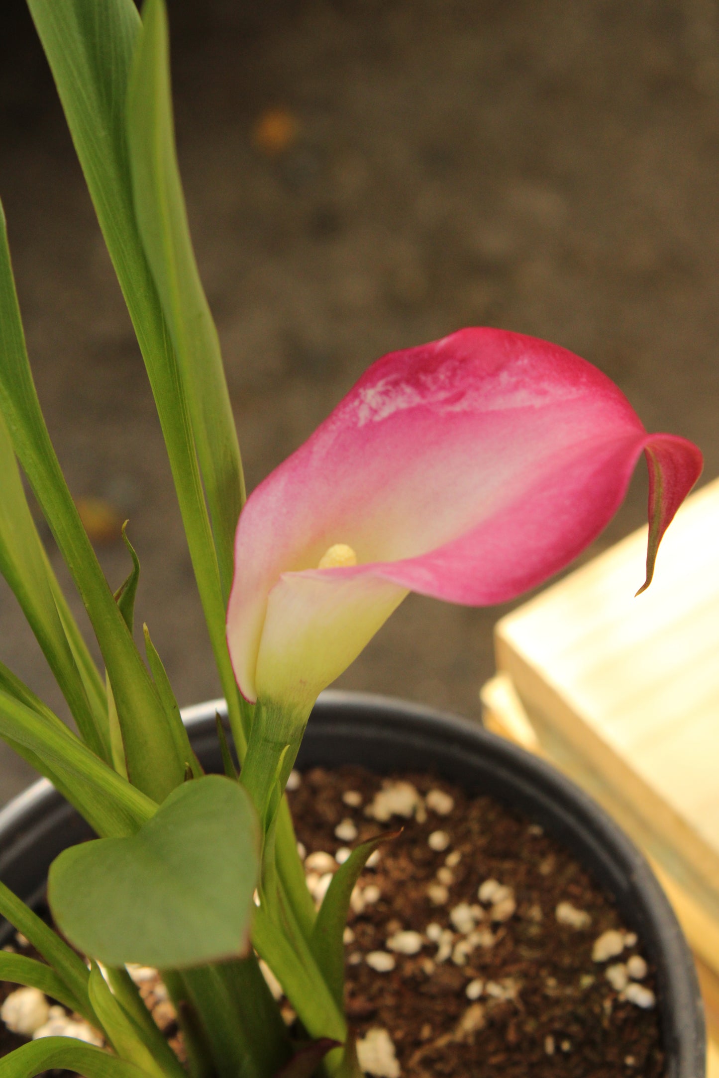 Calla Lily