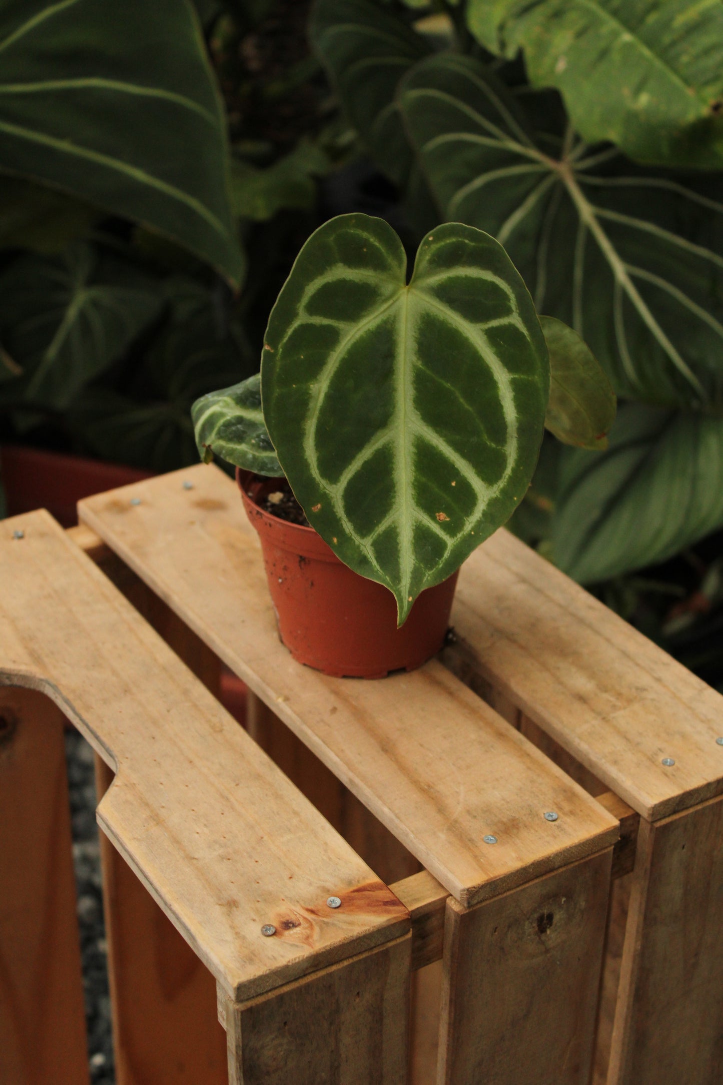 Anthurium Doriyaki