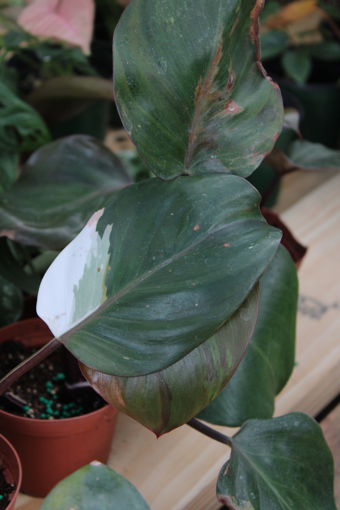 White Knight Philodendron