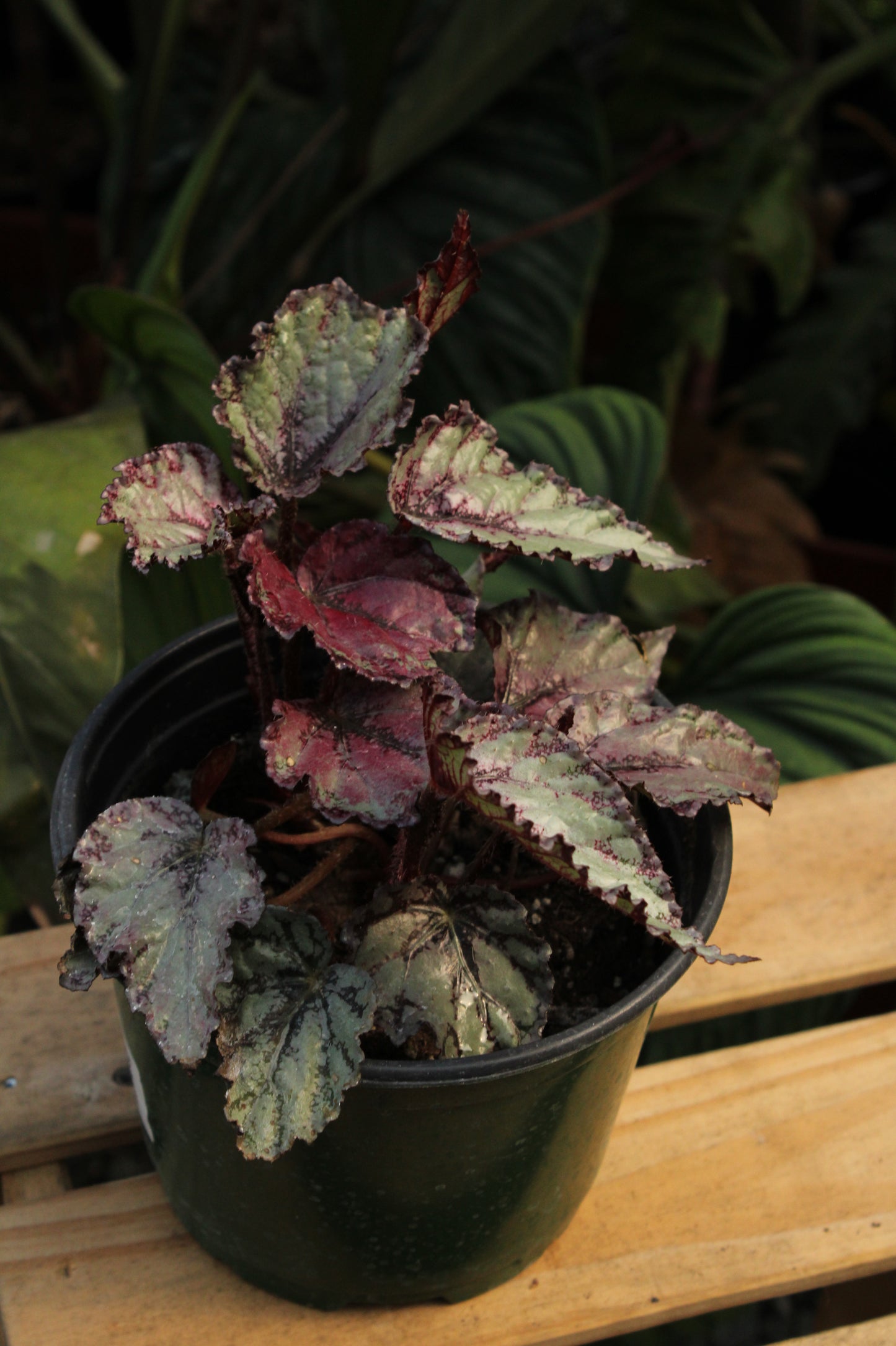 Silver White Begonia Rex