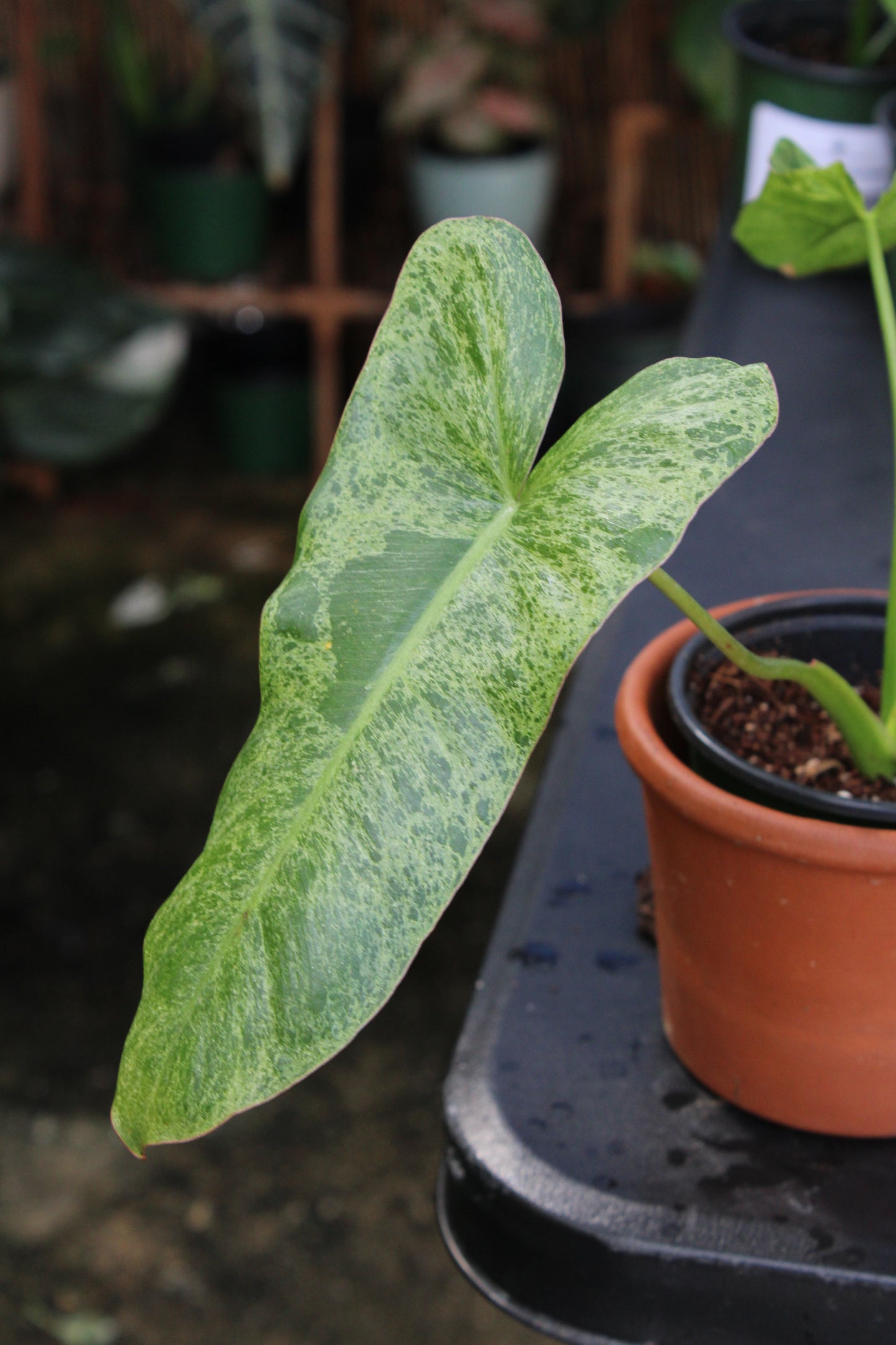 Paraiso Verde Philodendron