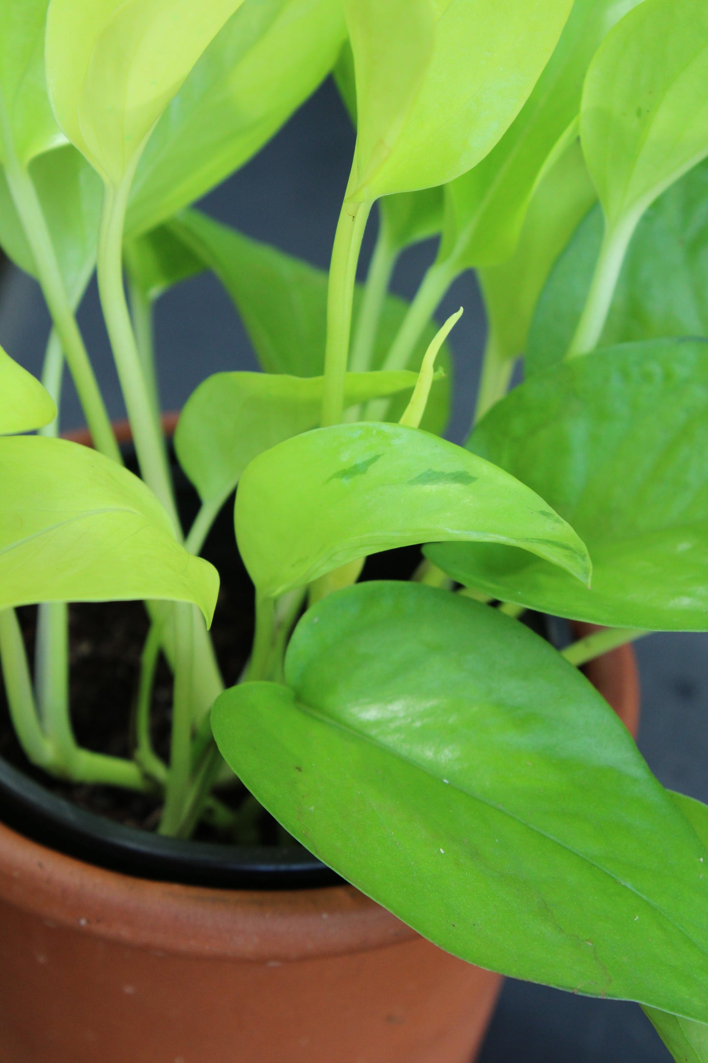 Neon Pothos
