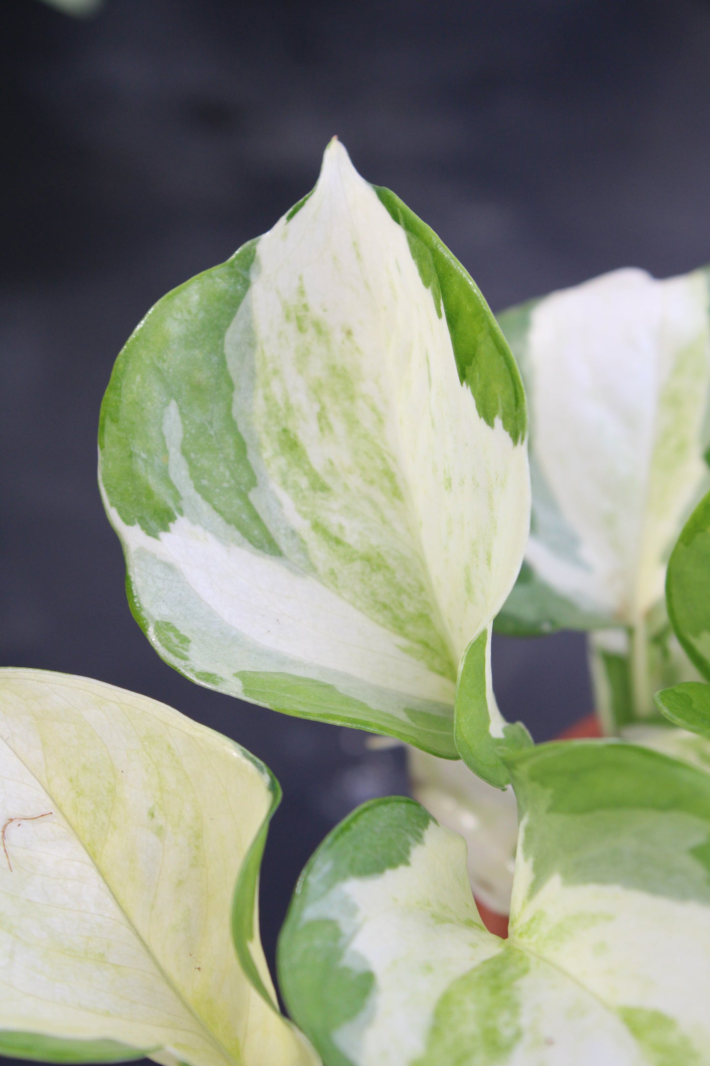Manjula Pothos