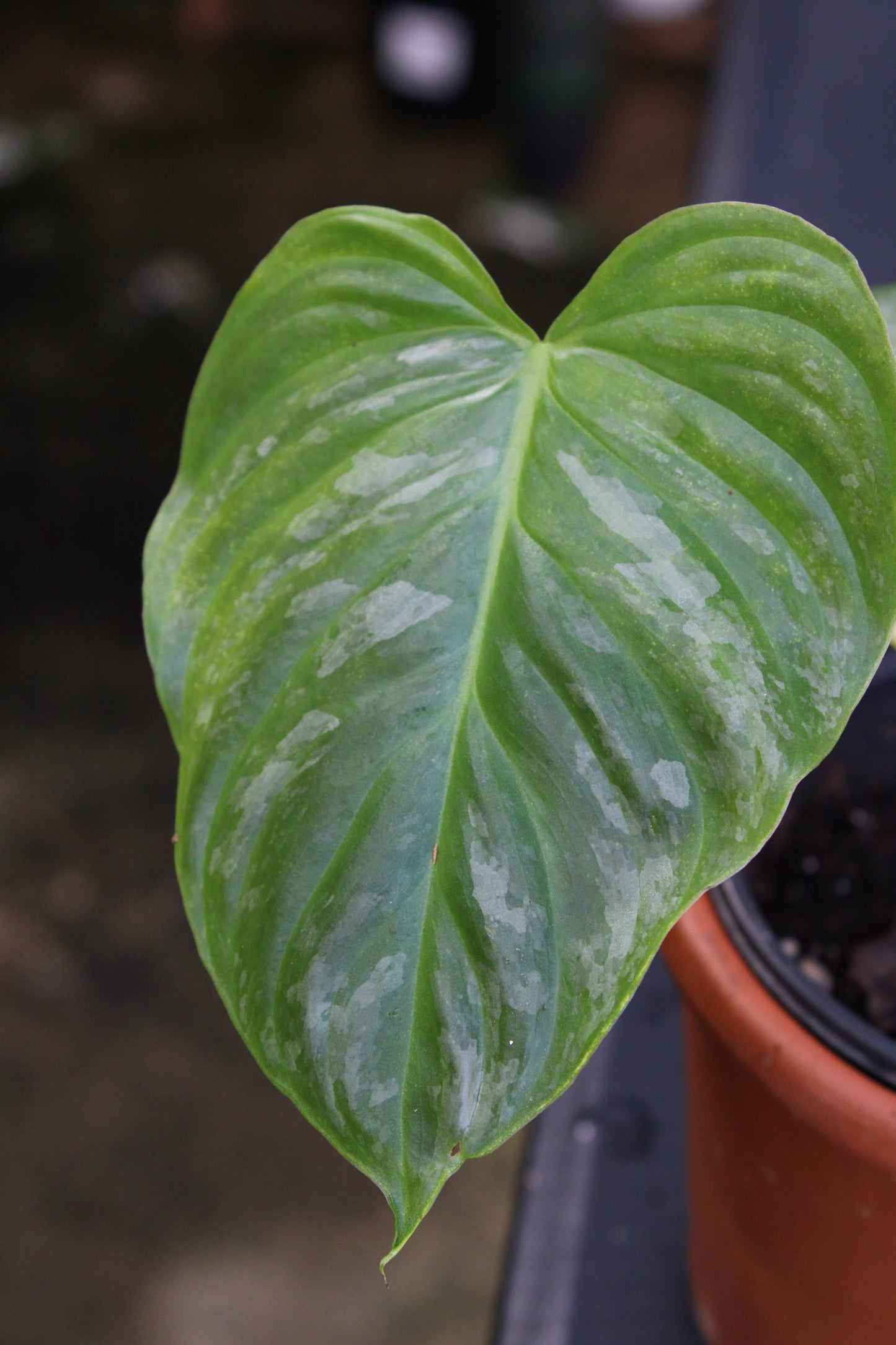 Majestic Philodendron
