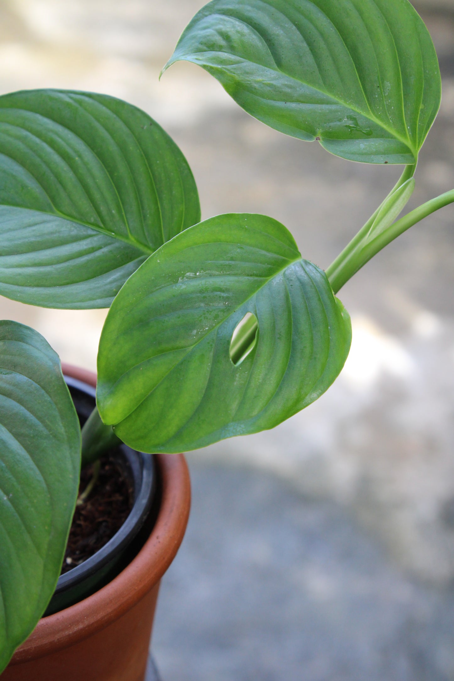 Leicheriana Monstera
