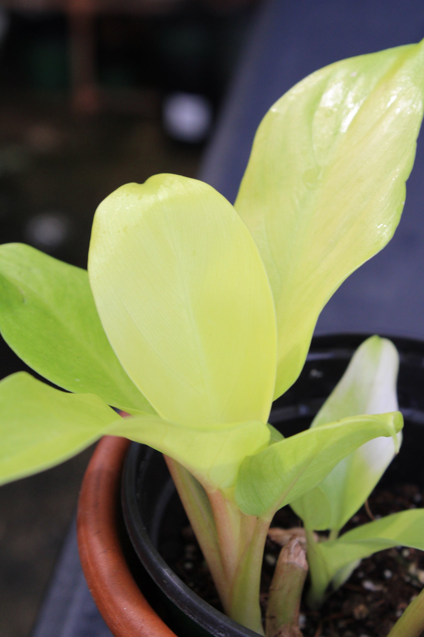 Golden Goddess Philodendron