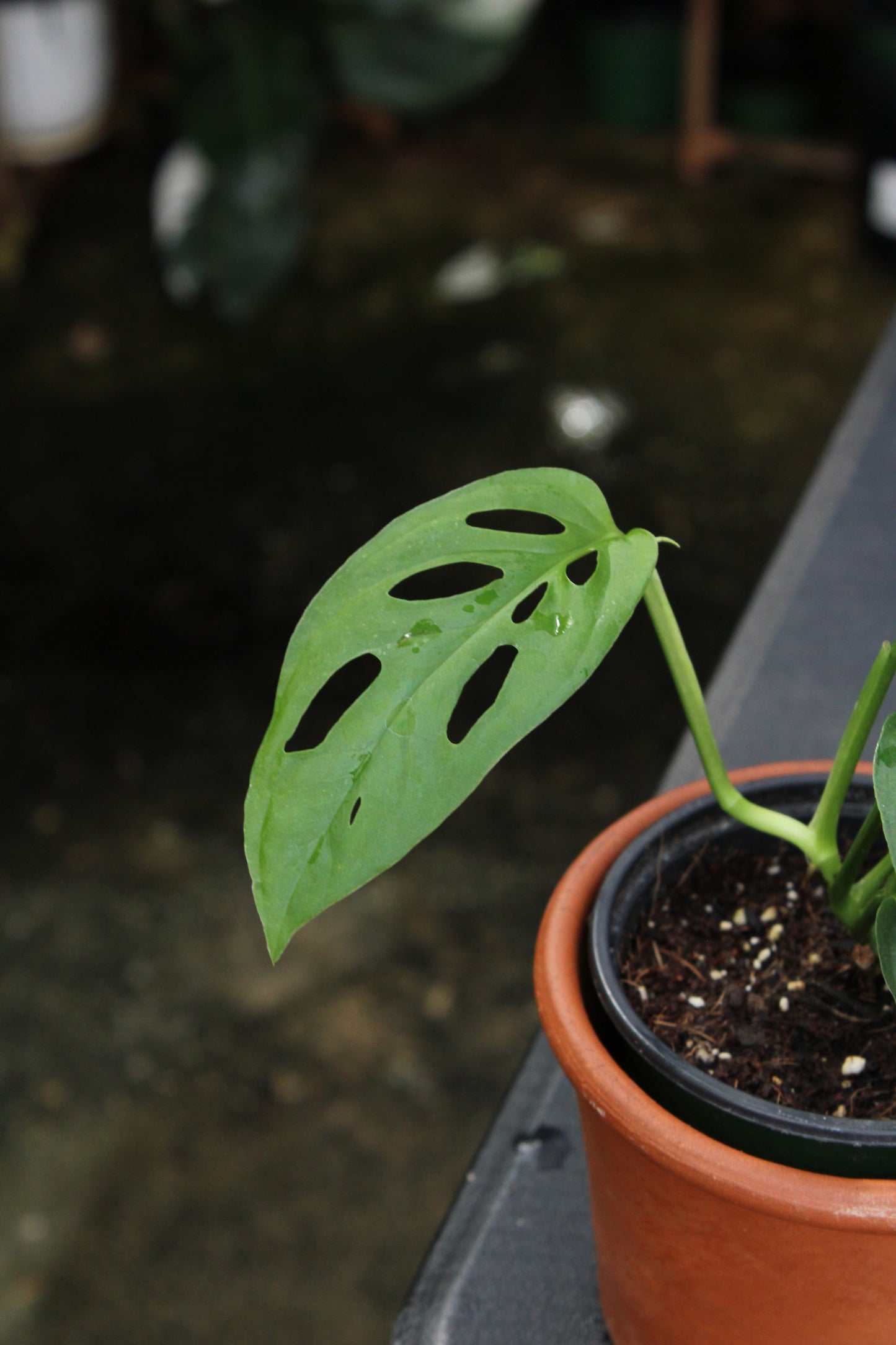 Esqueleto Monstera