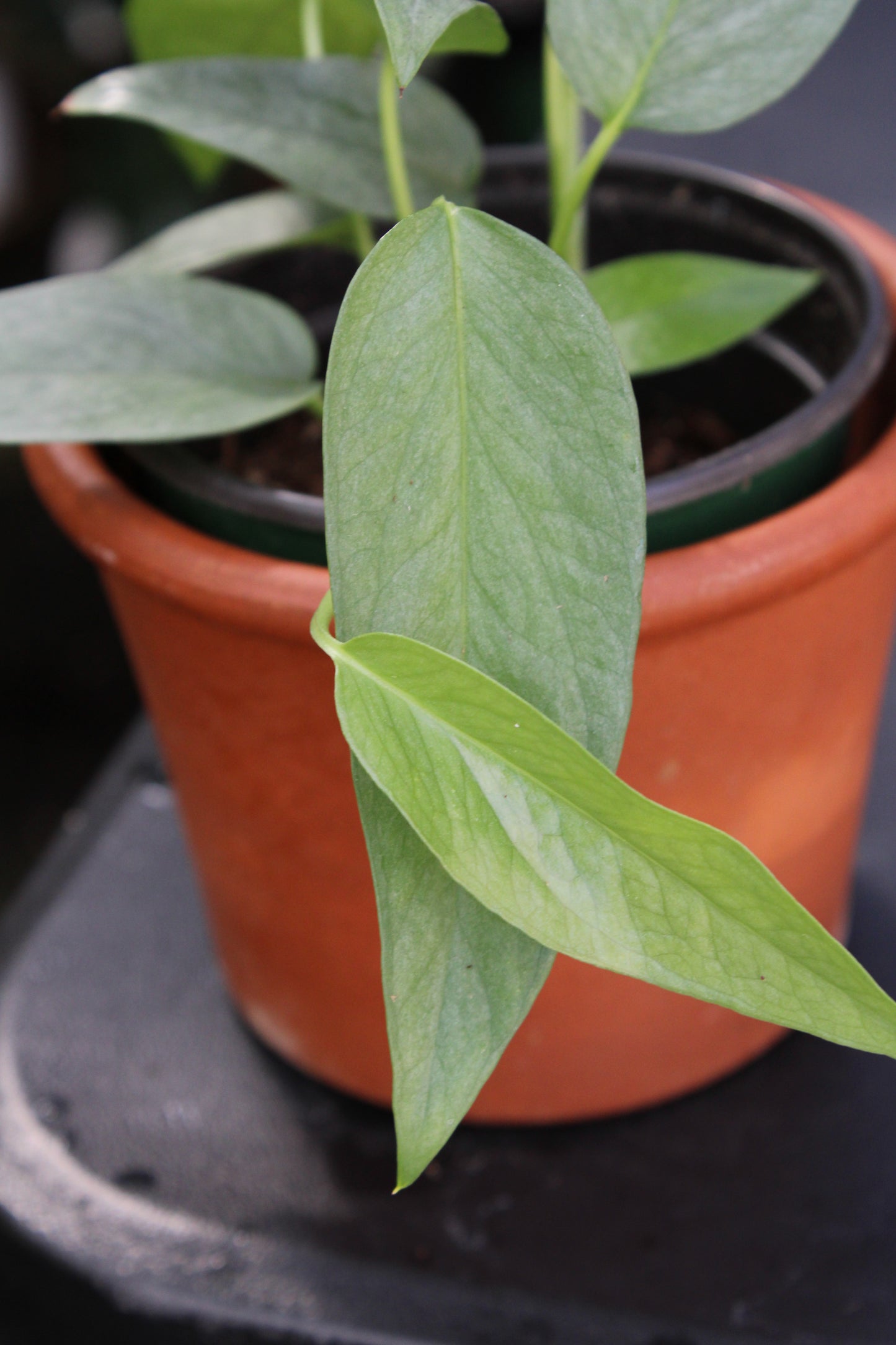 Cebu Blue Pinnatum Pothos