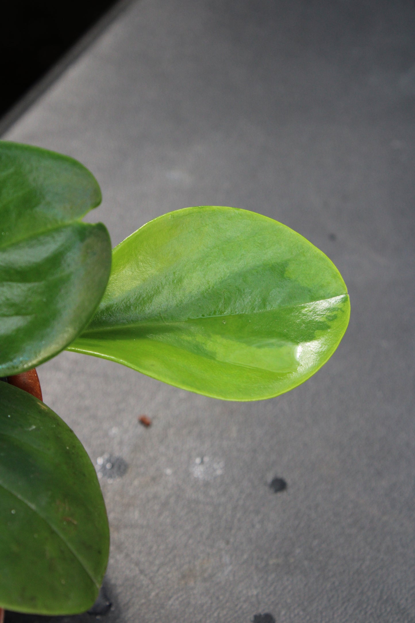 Baby Rubber Peperomia