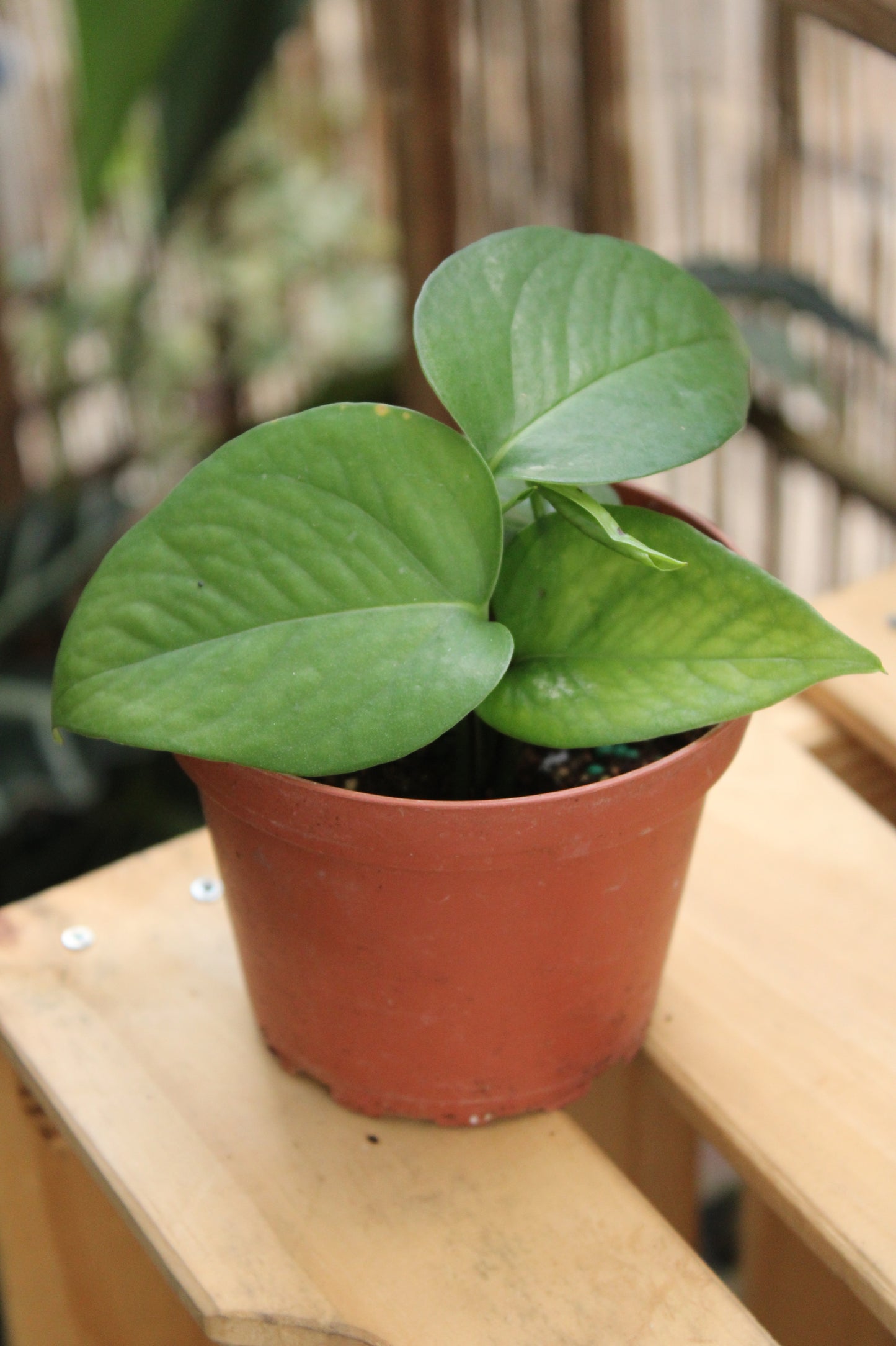 Jade Pothos