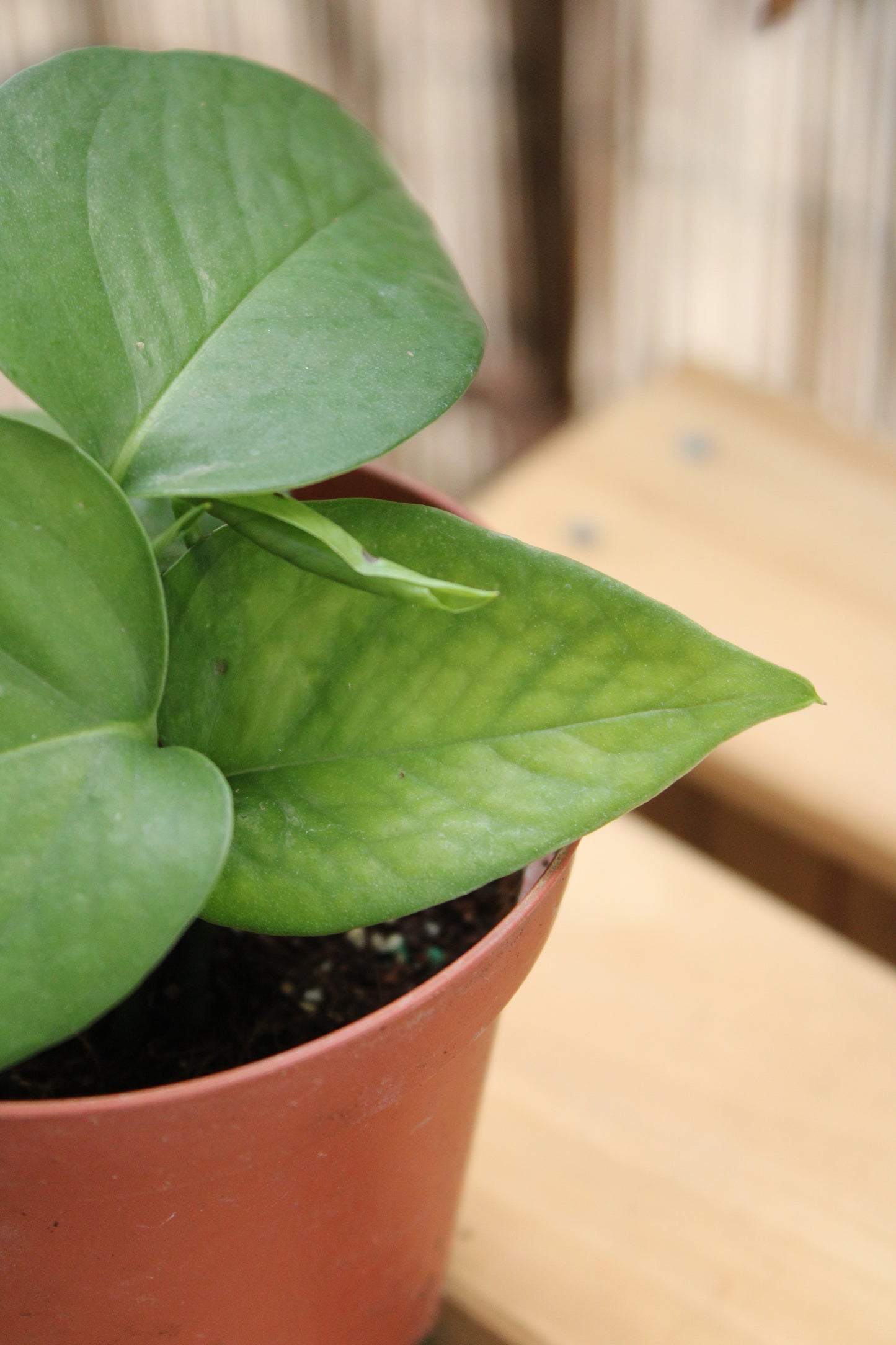 Jade Pothos