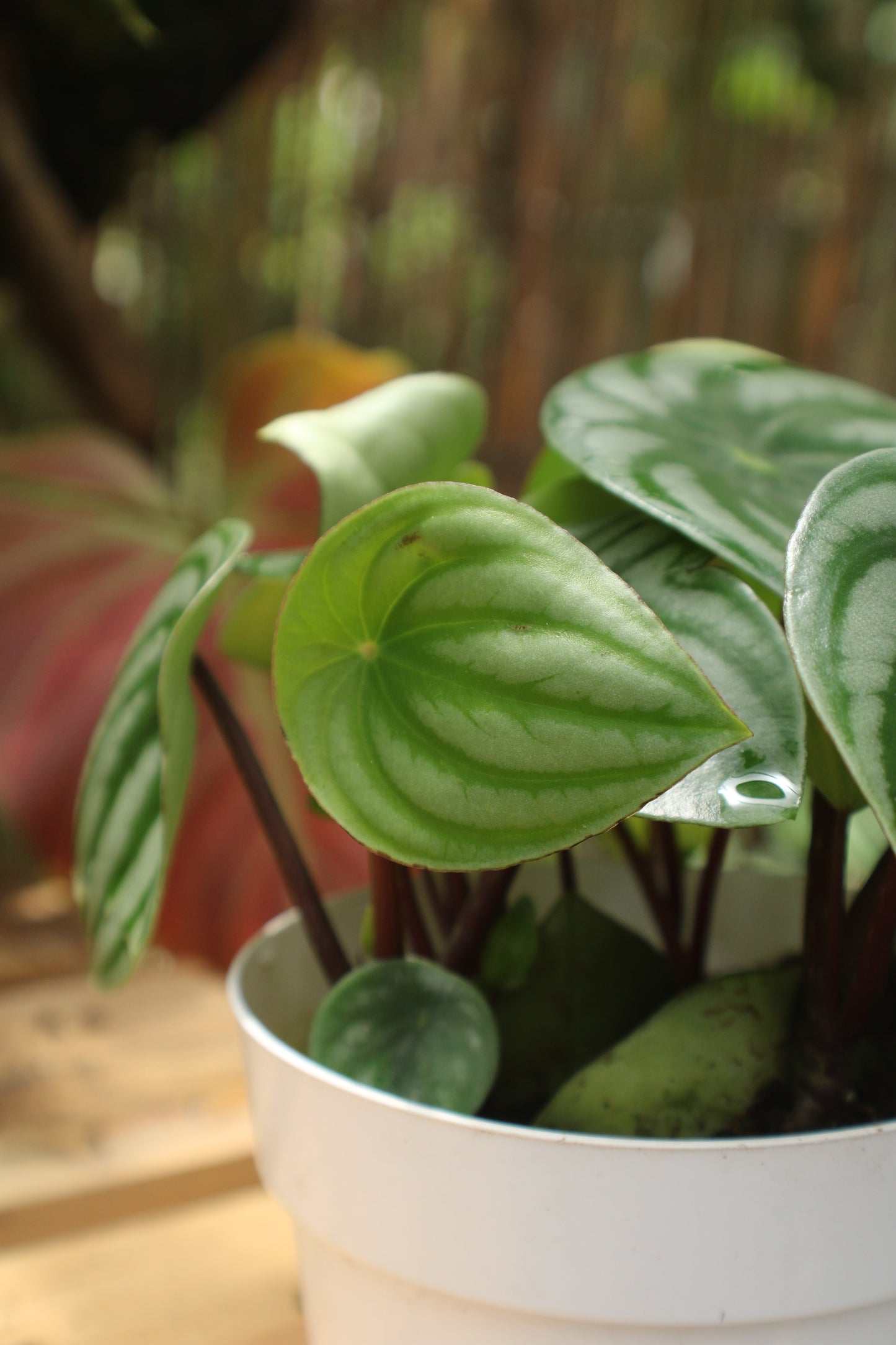 Watermelon Peperomia