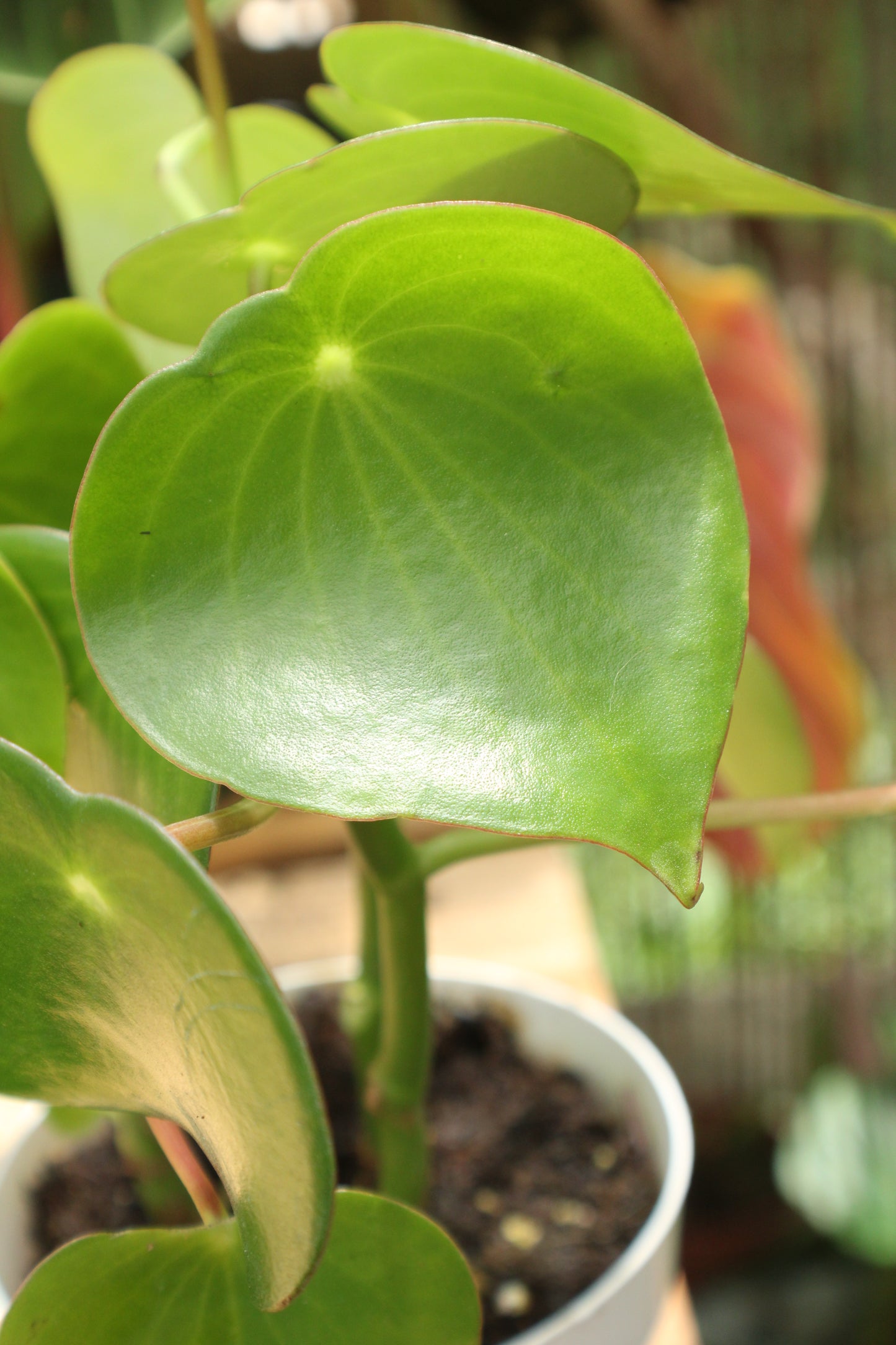 Raindrop Peperomia