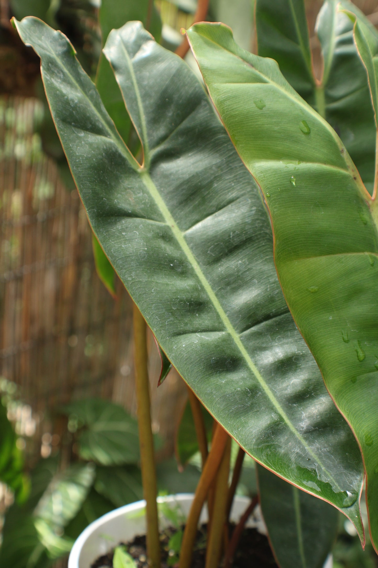 Billietiae Philodendron