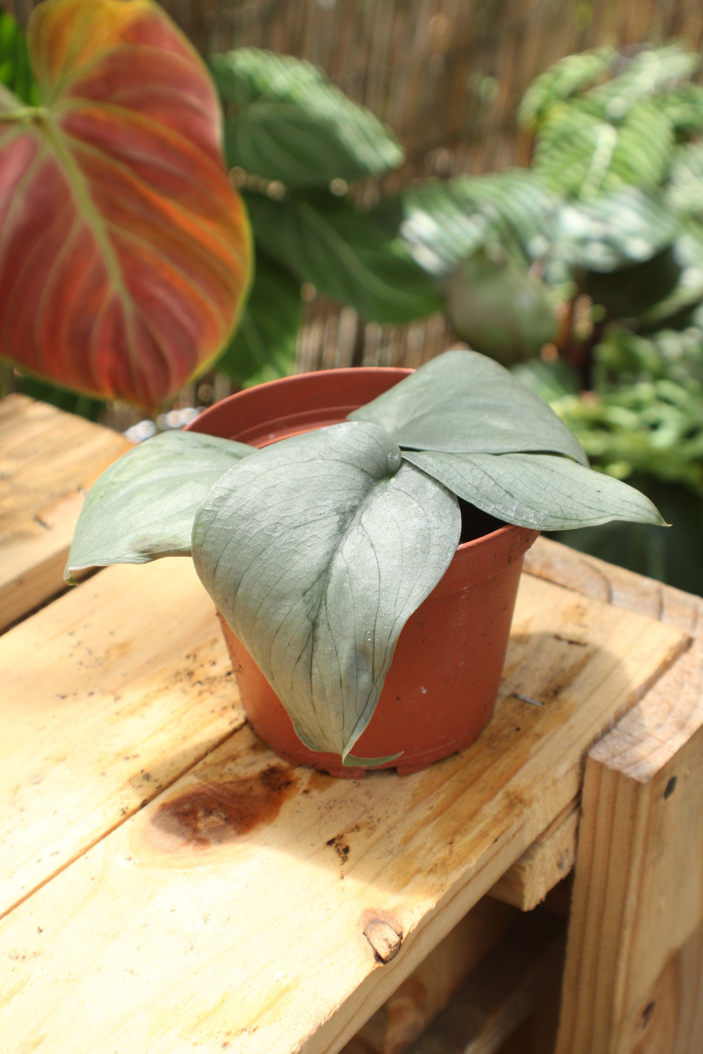Platinum Scindapsus Pothos