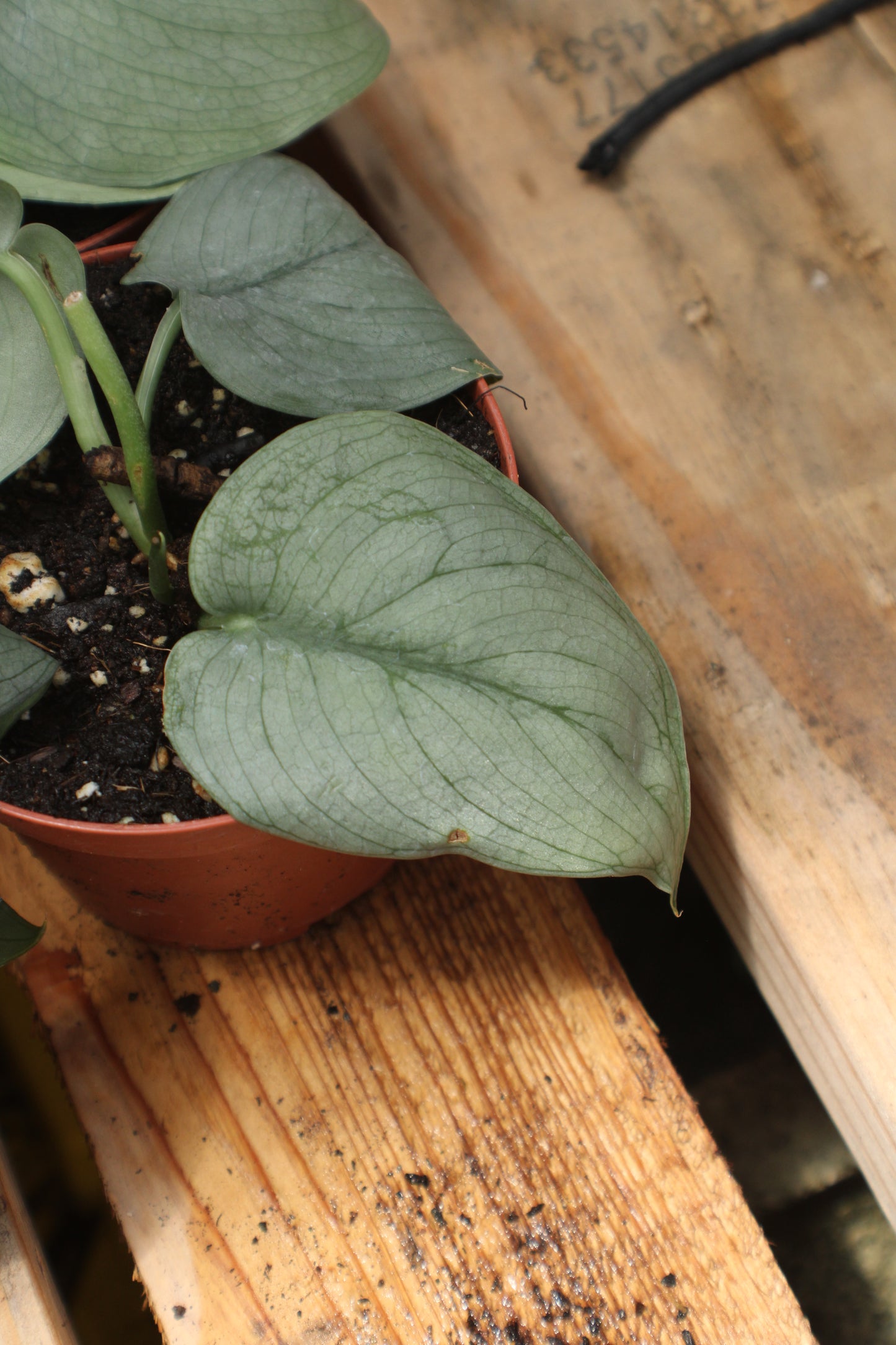 Platinum Scindapsus Pothos