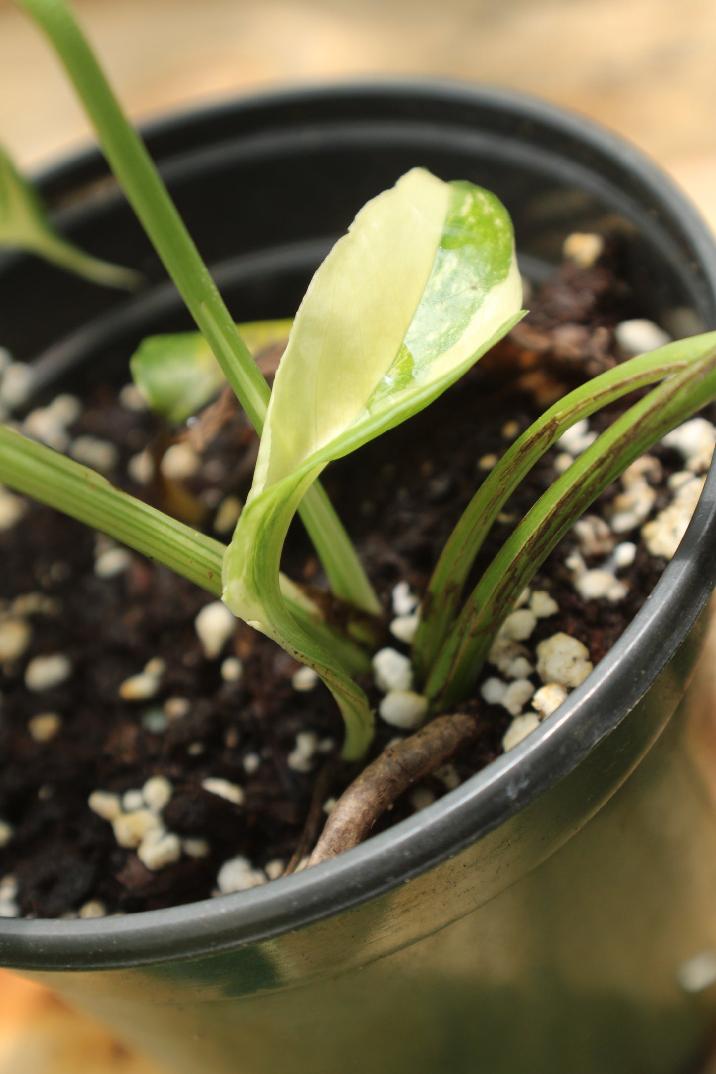 Variegated Epiprenum Pinnatum