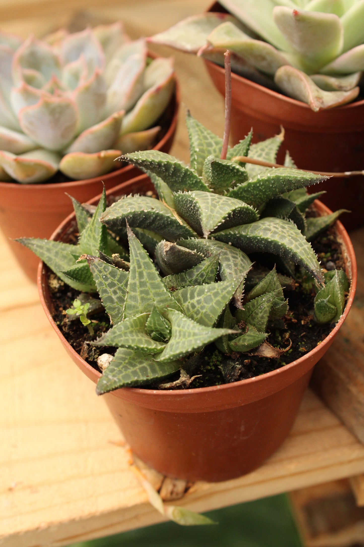 Small Succulent