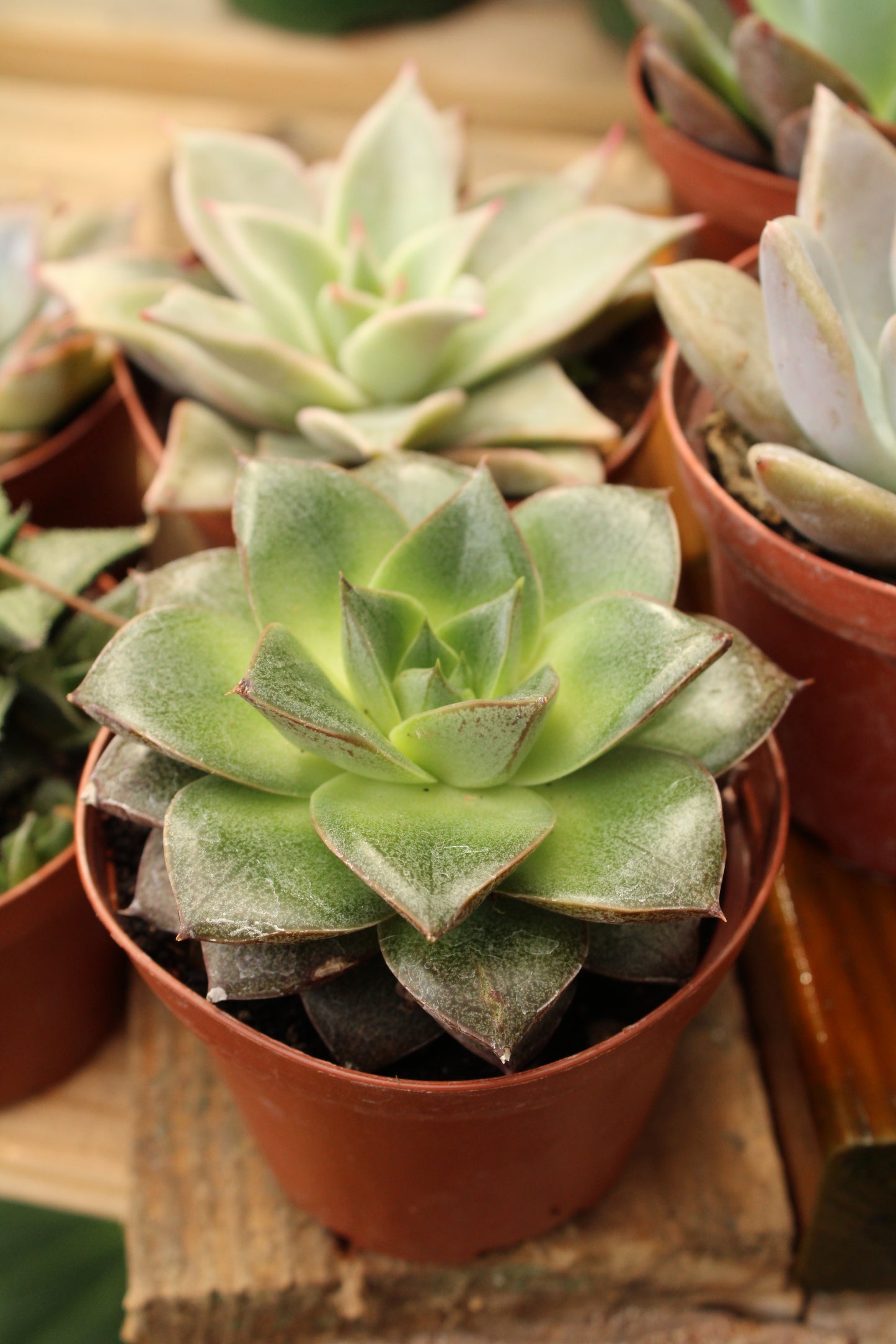 Small Succulent