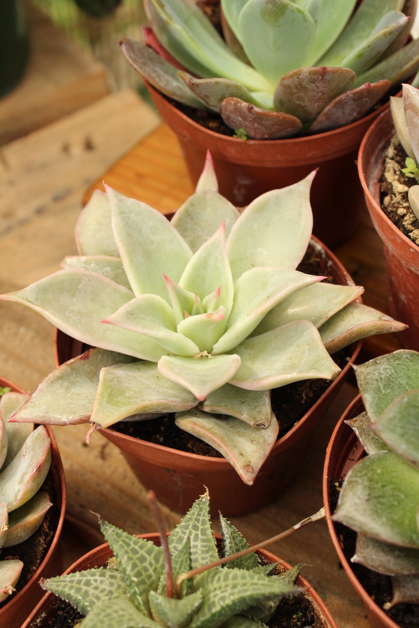 Small Succulent