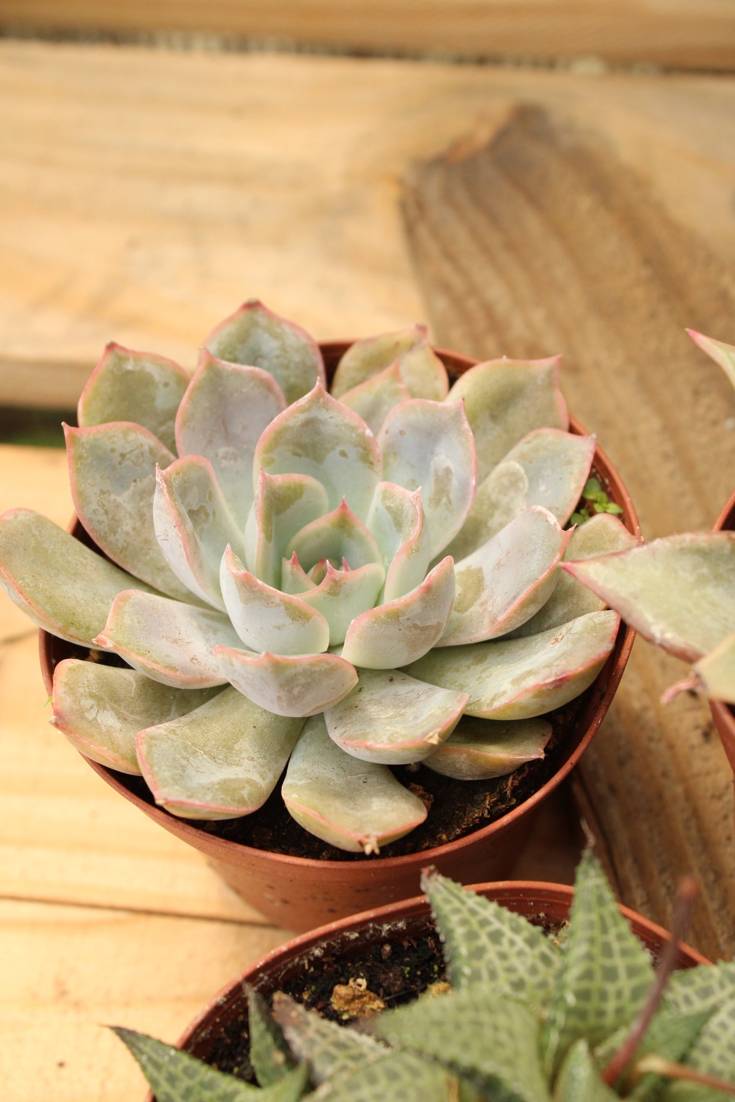 Small Succulent