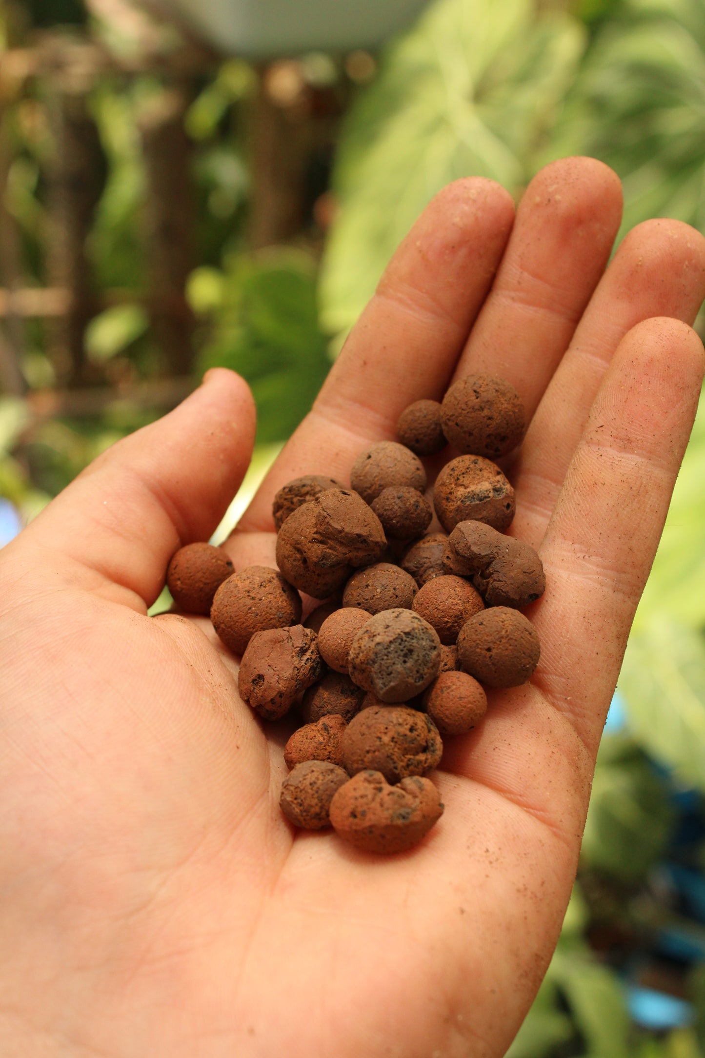 Clay Pebbles LECA 2lb bag