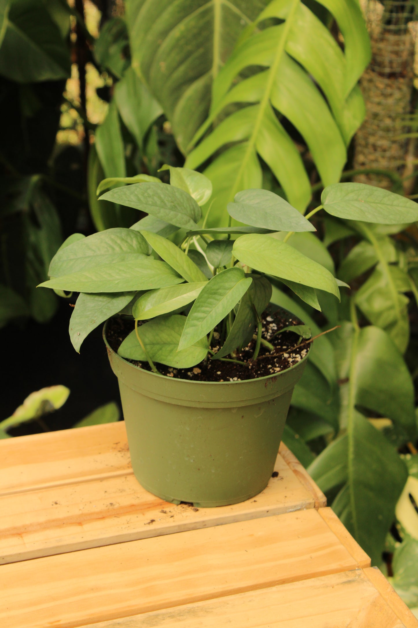 Cebu Blue Pinnatum Pothos
