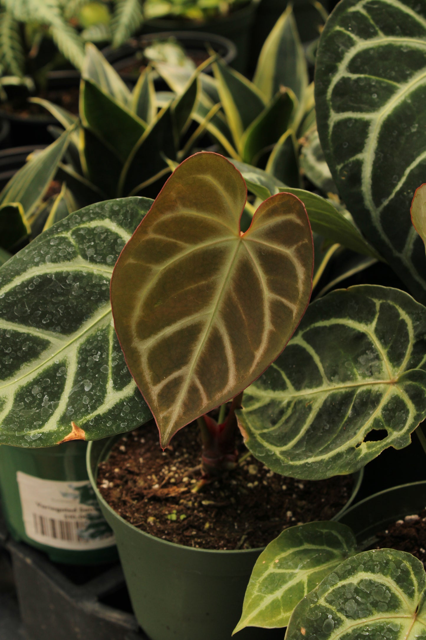 Anthurium Doriyaki