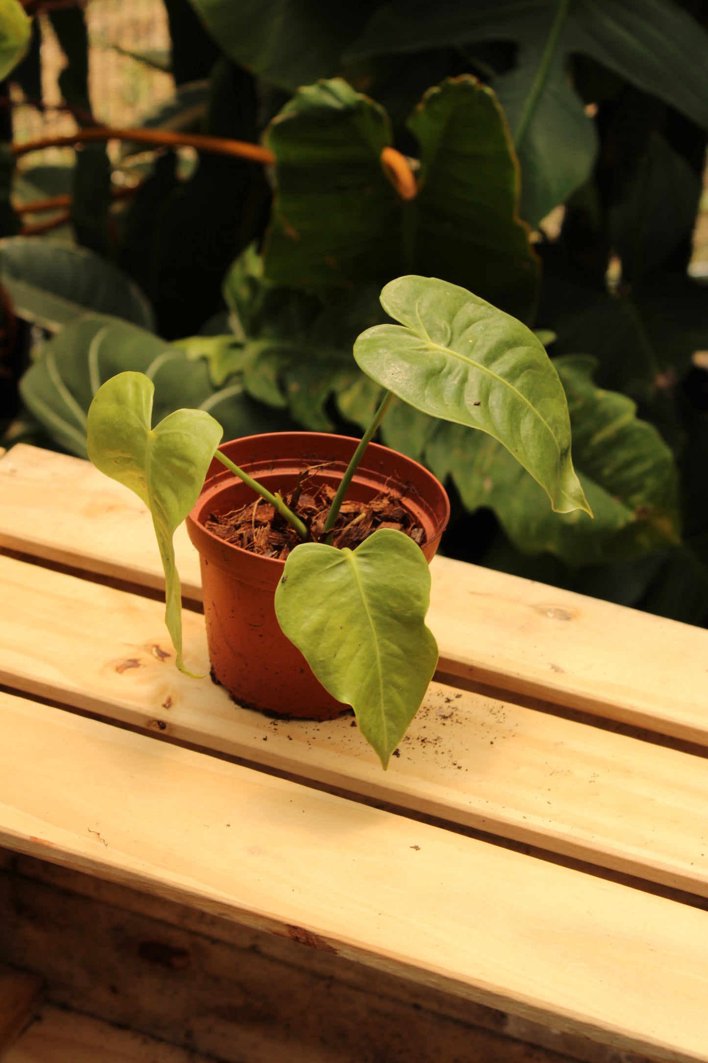 Anthurium King Veitchii