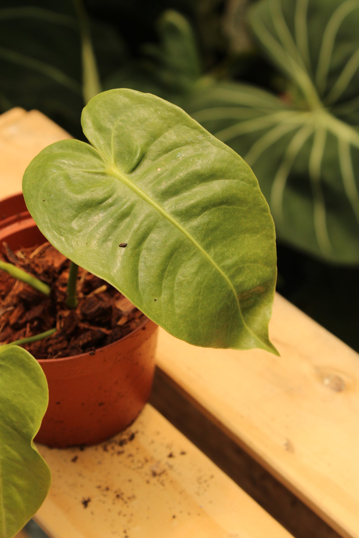 Anthurium King Veitchii