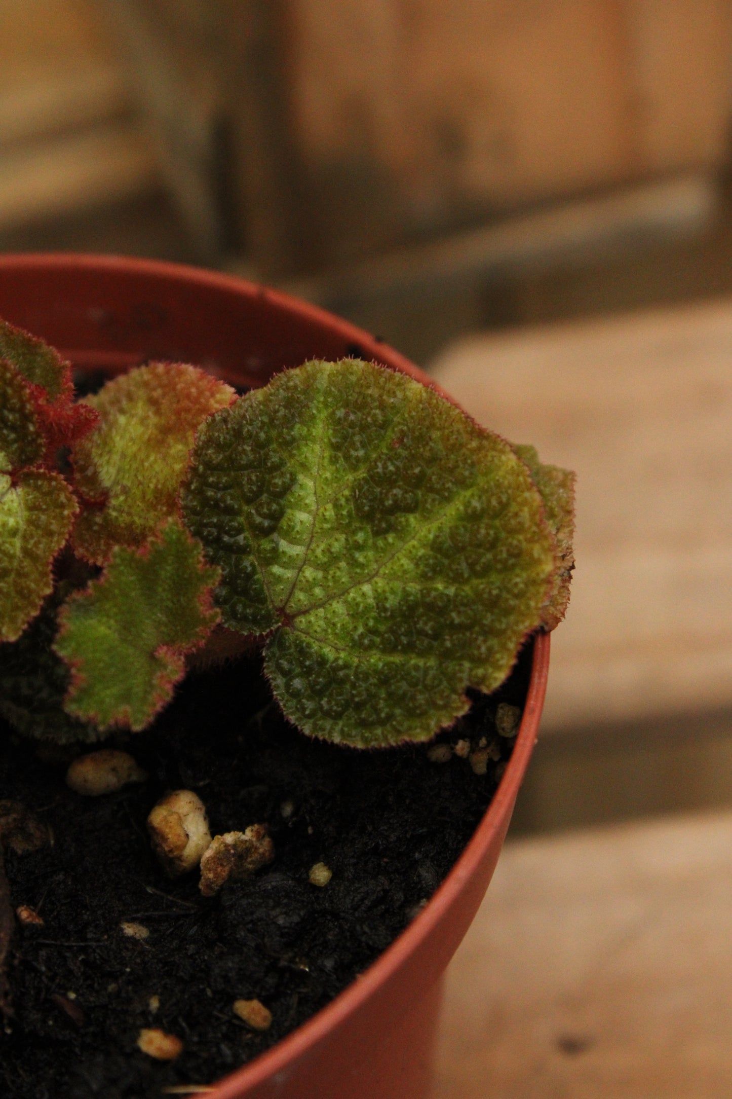 Soli Mutata Begonia Rex