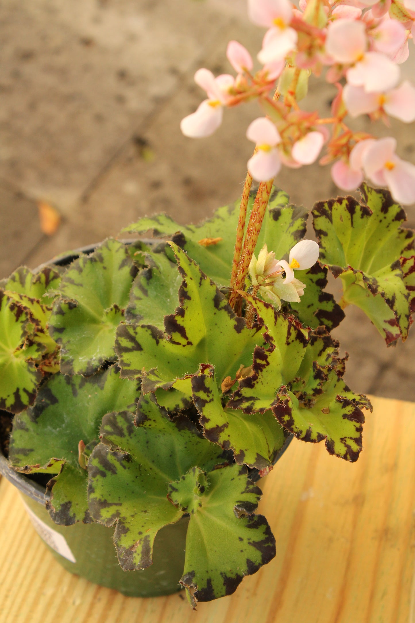 "Jive" Begonia Rex