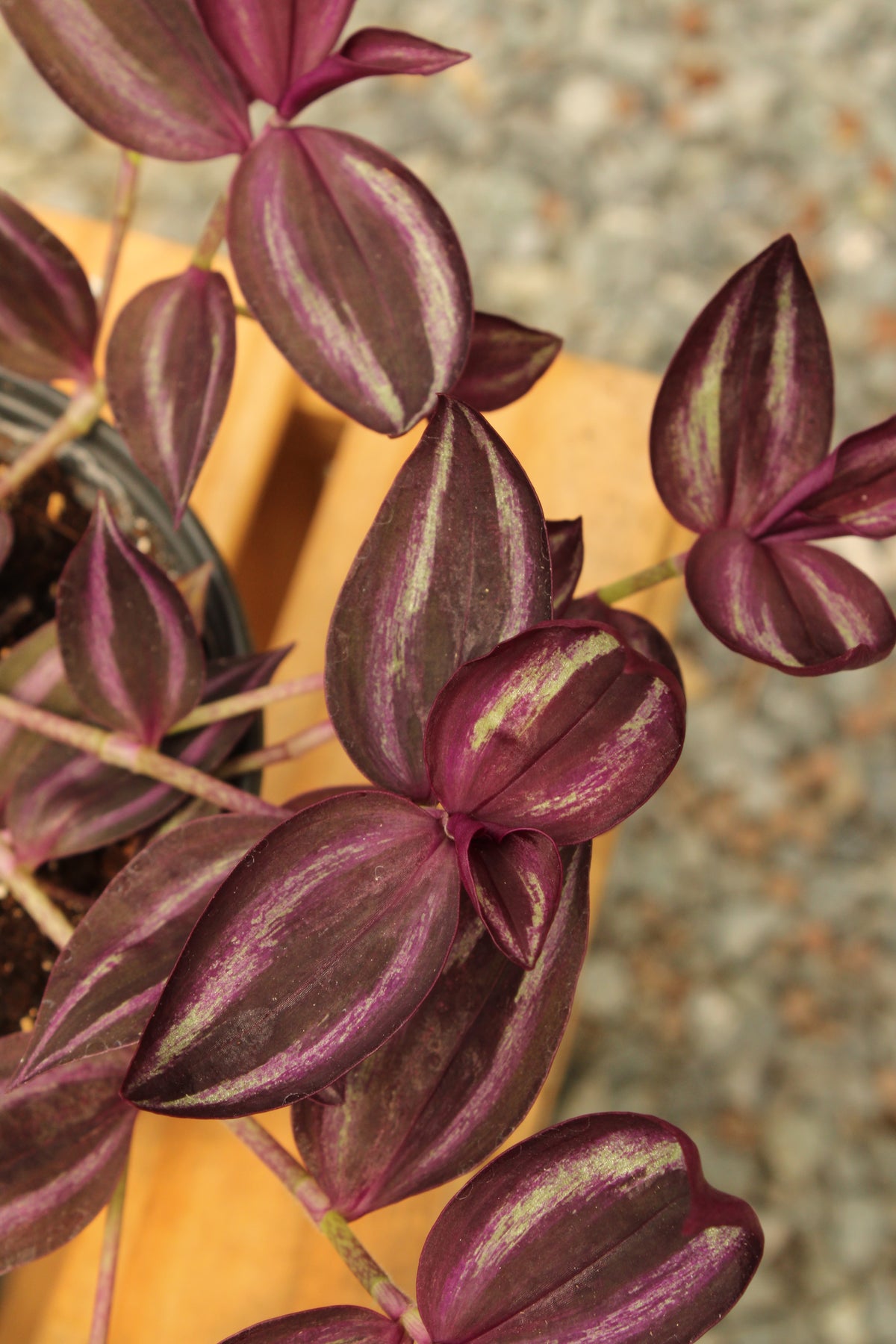 Burgundy Tradescantia