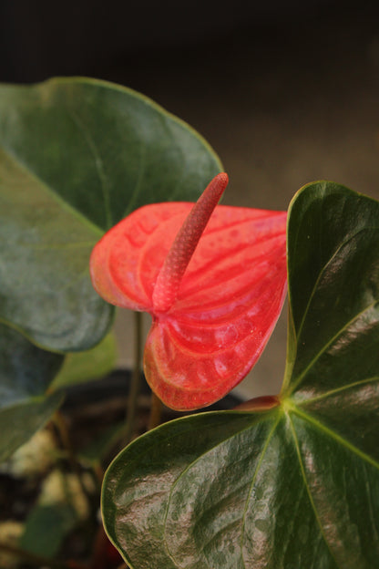 Anthurium Andraeanum (Red Flower)