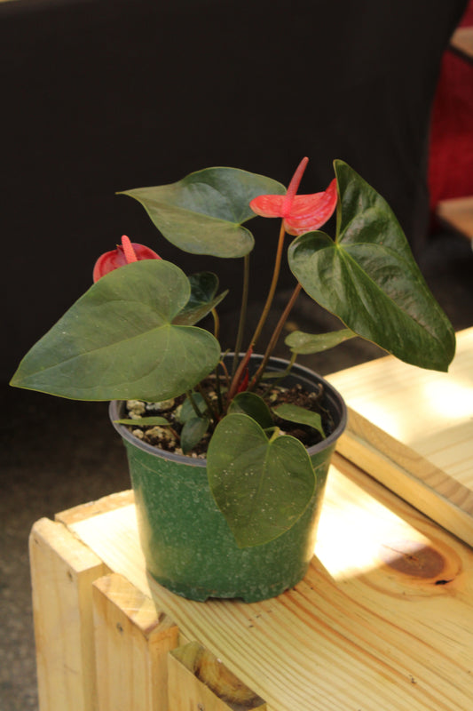 Anthurium Andraeanum (Red Flower)