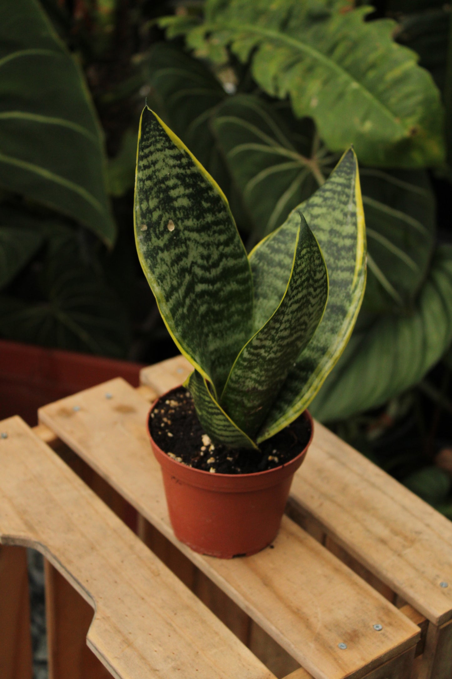 Sansevieria Superba