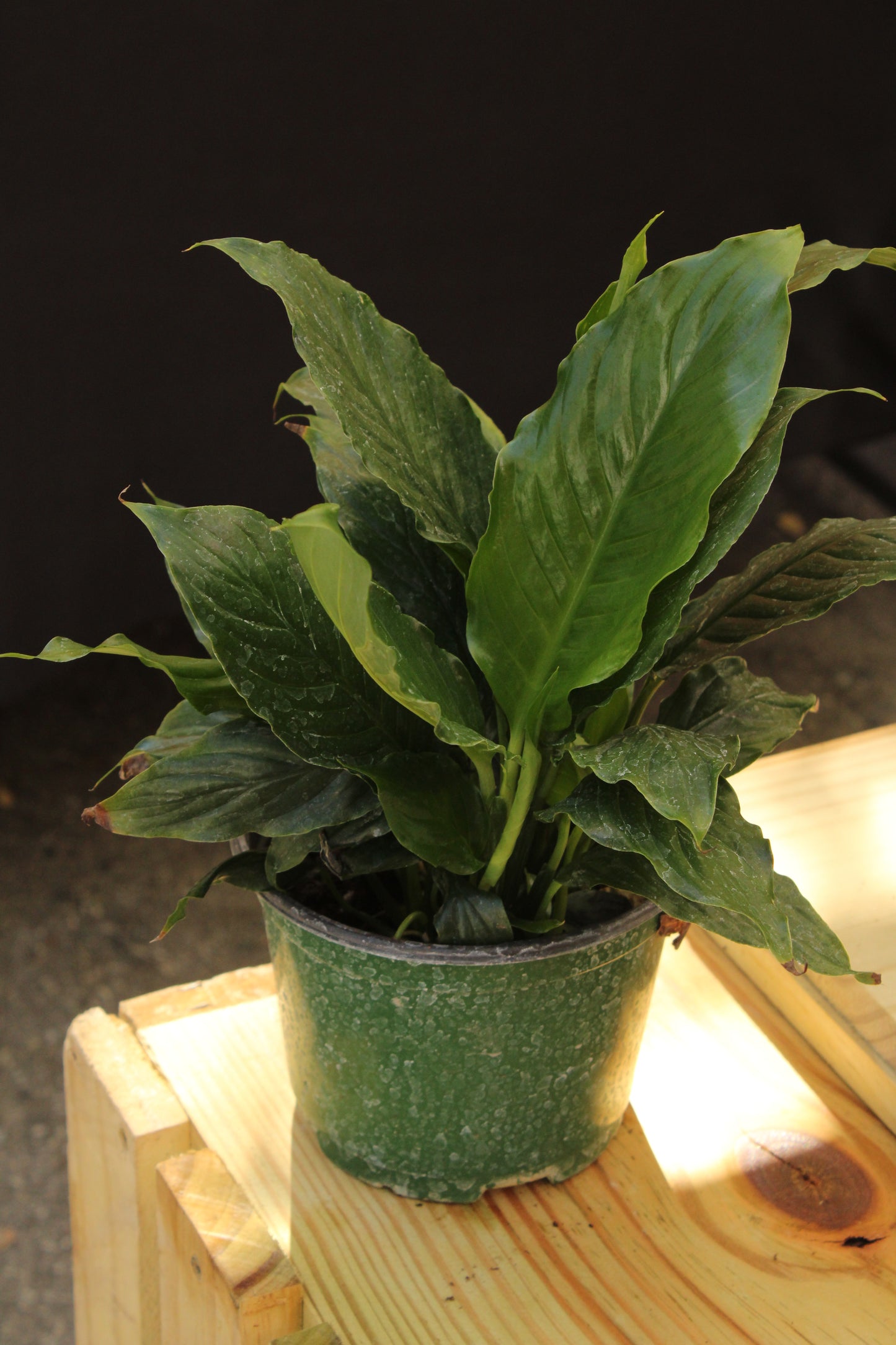 Peace Lily
