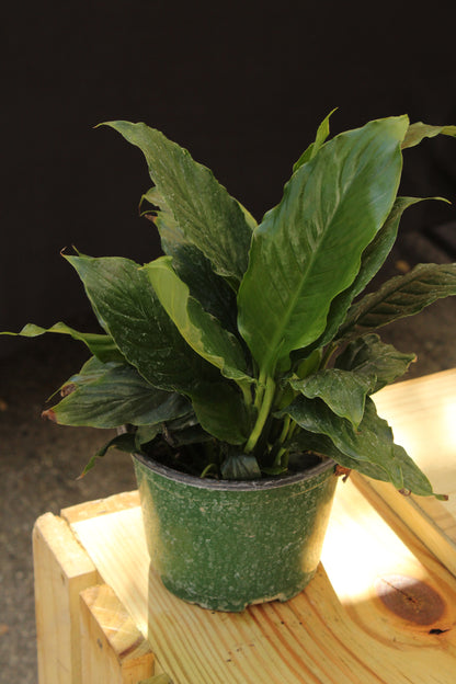 Peace Lily