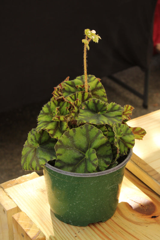 Tiger Paw Begonia Rex