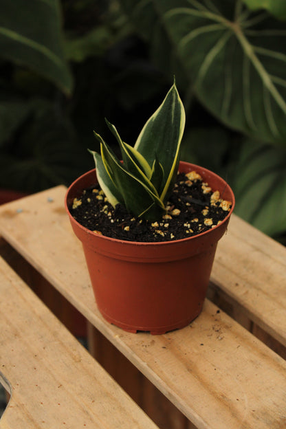 Yellow Variegated Sansevieria