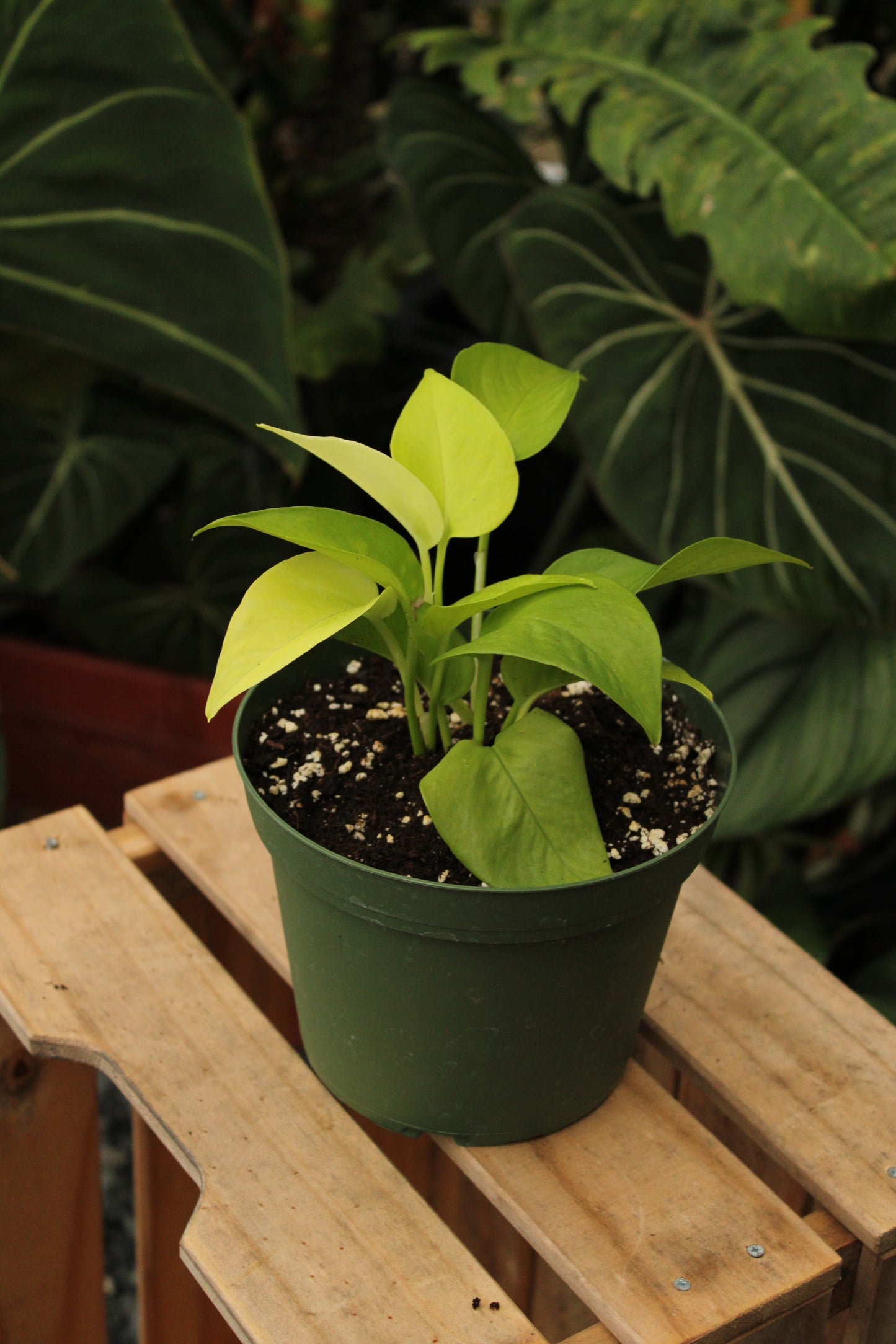 Neon Pothos