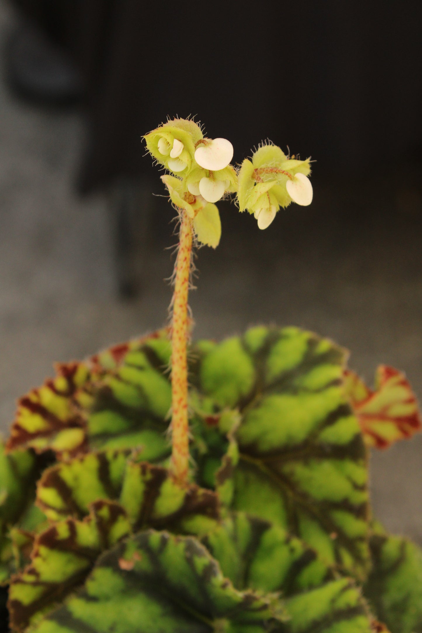 Tiger Paw Begonia Rex
