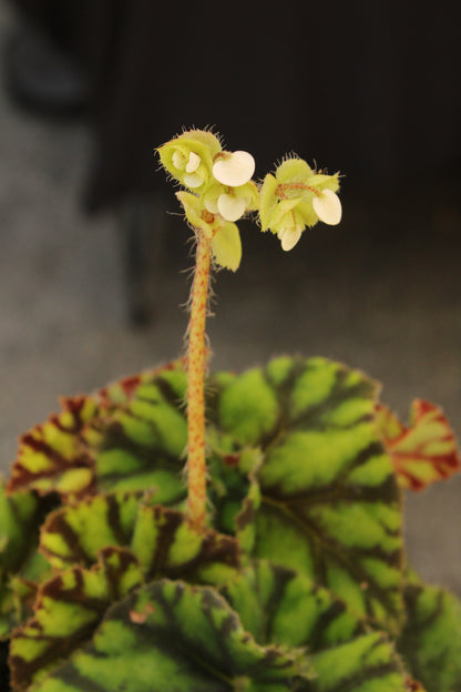 Tiger Paw Begonia Rex